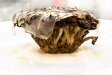 maitake-mushroom